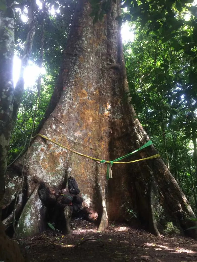 bigasstree.jpg