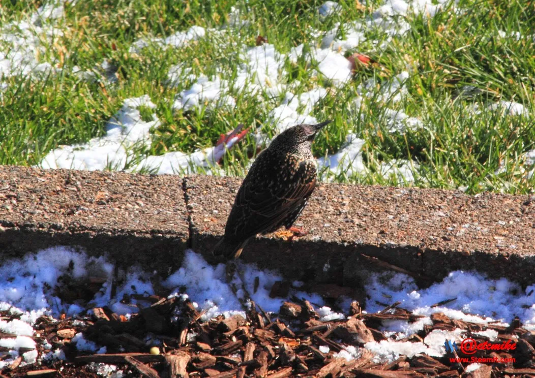 European Starling PFW02_0103.JPG