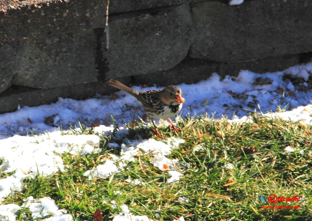 House Sparrow PFW02_0121.JPG