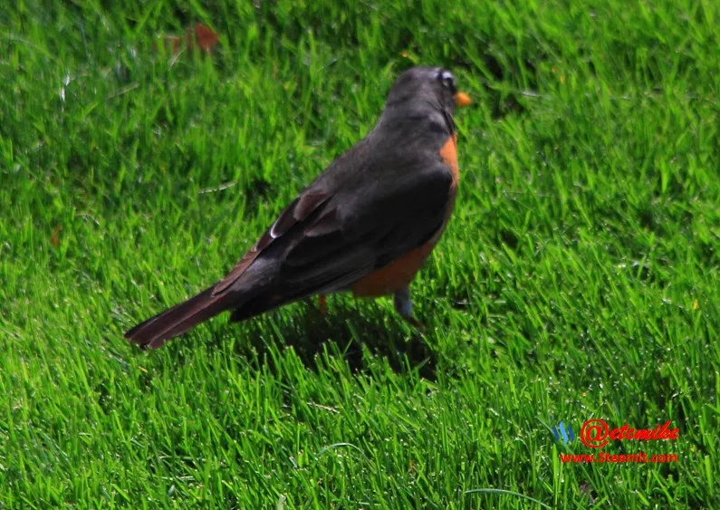 American Robin PFW21-0143.JPG