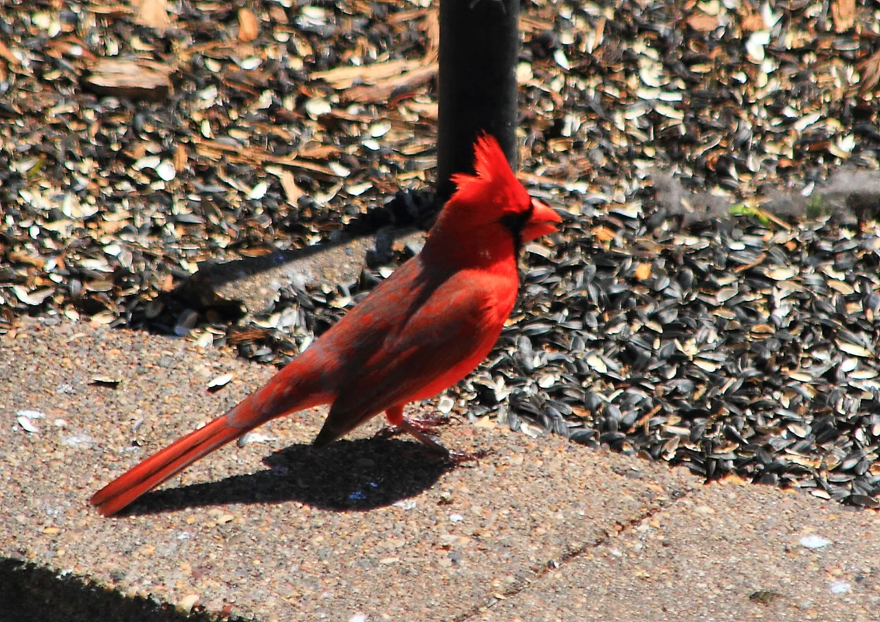 Northern Cardinal PFW20-0051.JPG