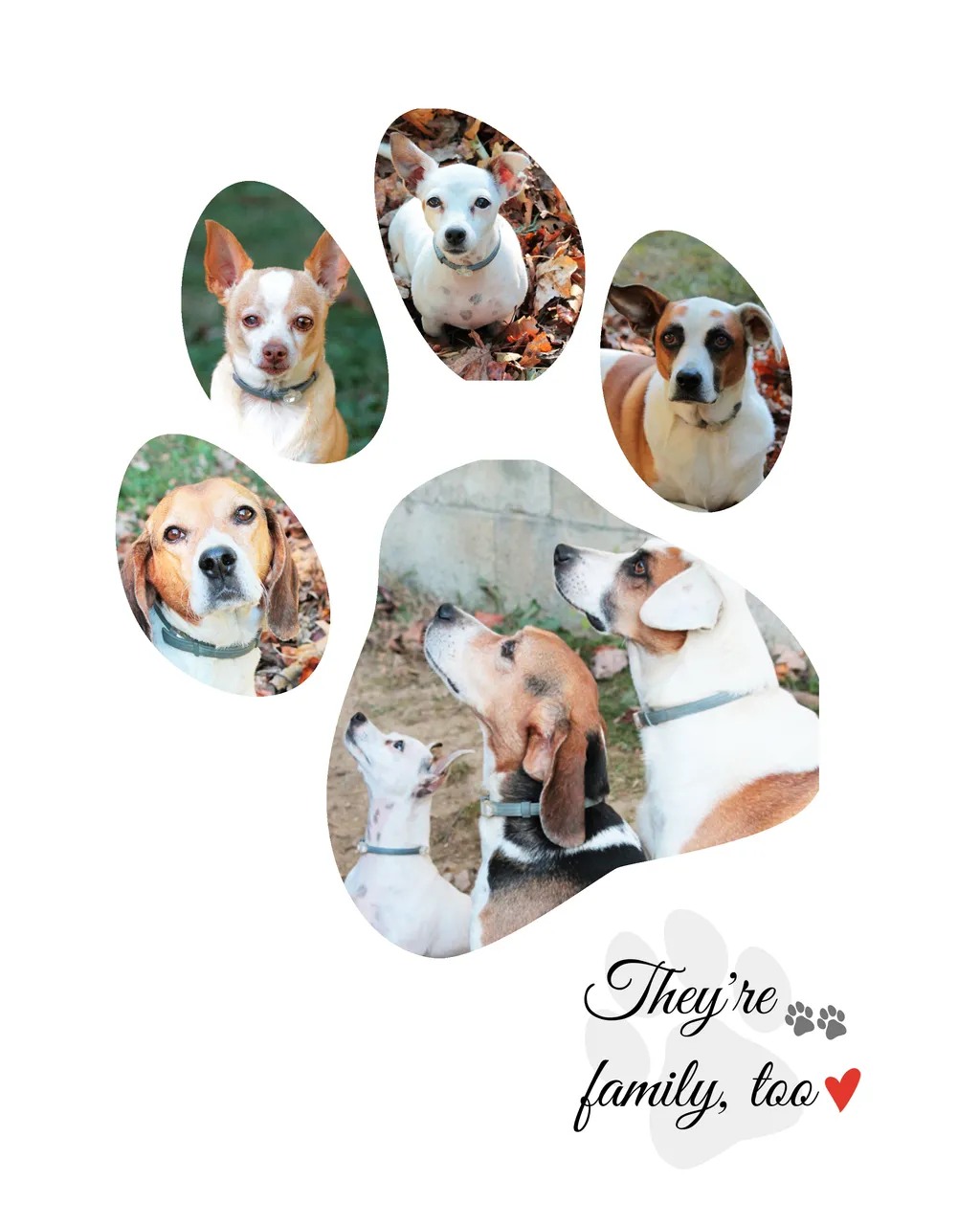 dogcollage.jpg