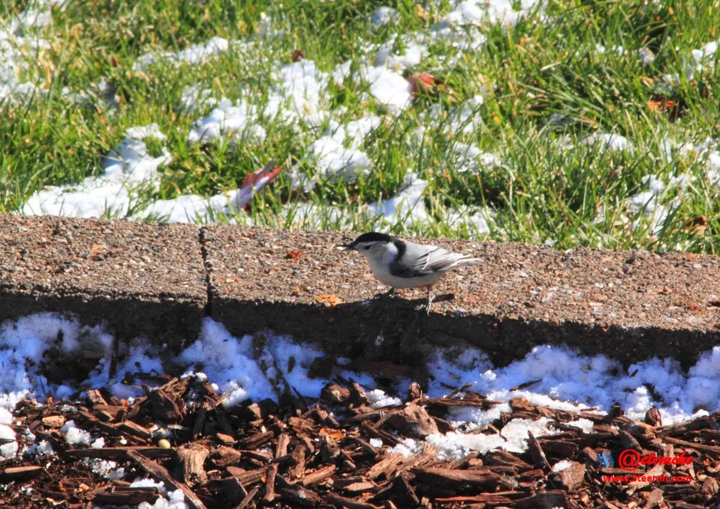 White-Breasted Nuthatch PFW02_0106.JPG
