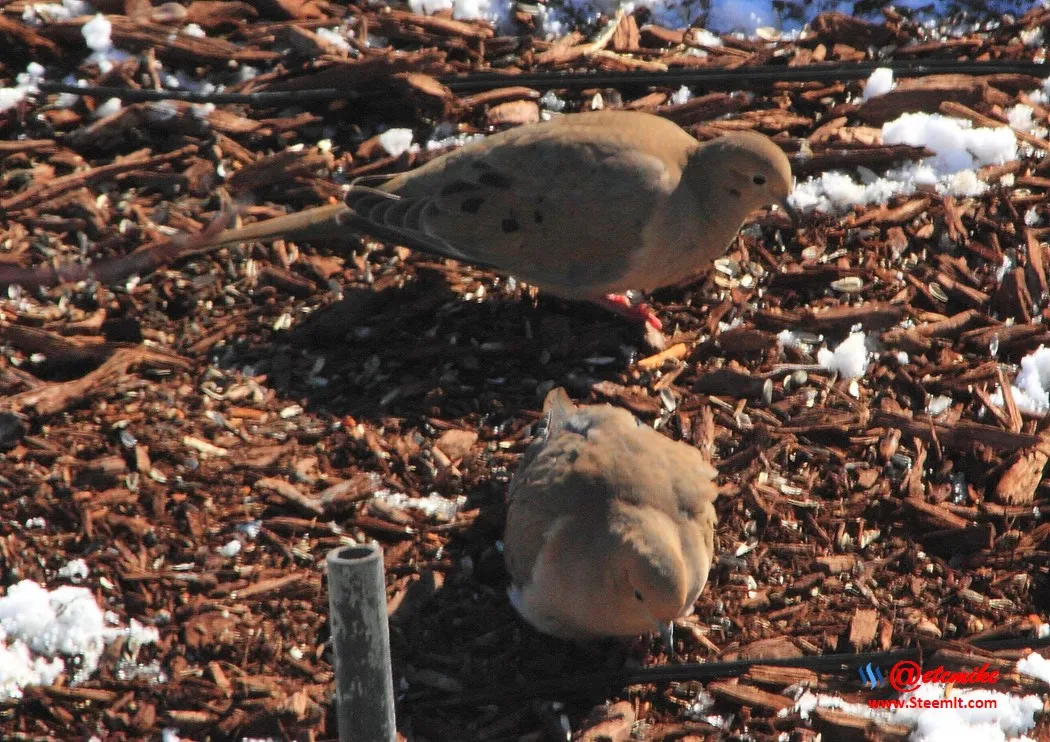 Mourning Dove PFW02_0098.JPG