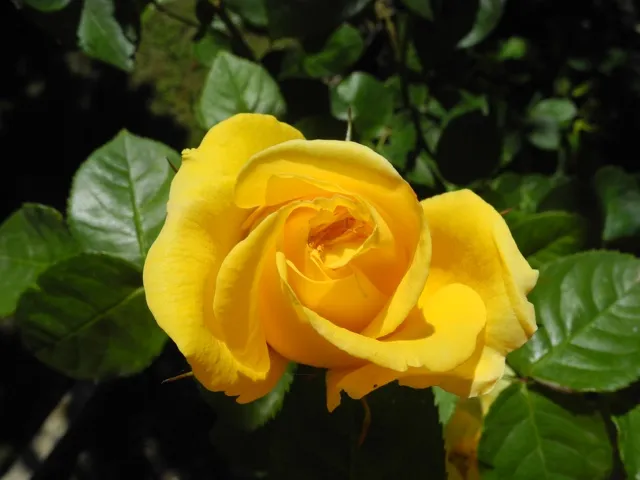 DSCN5873-1.JPG