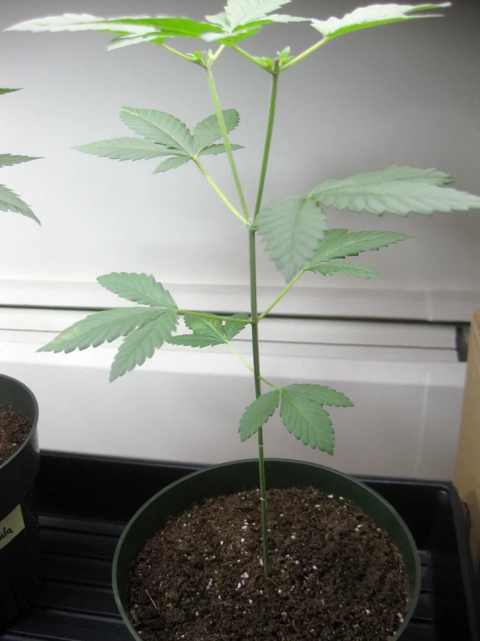 wholeplant.JPG