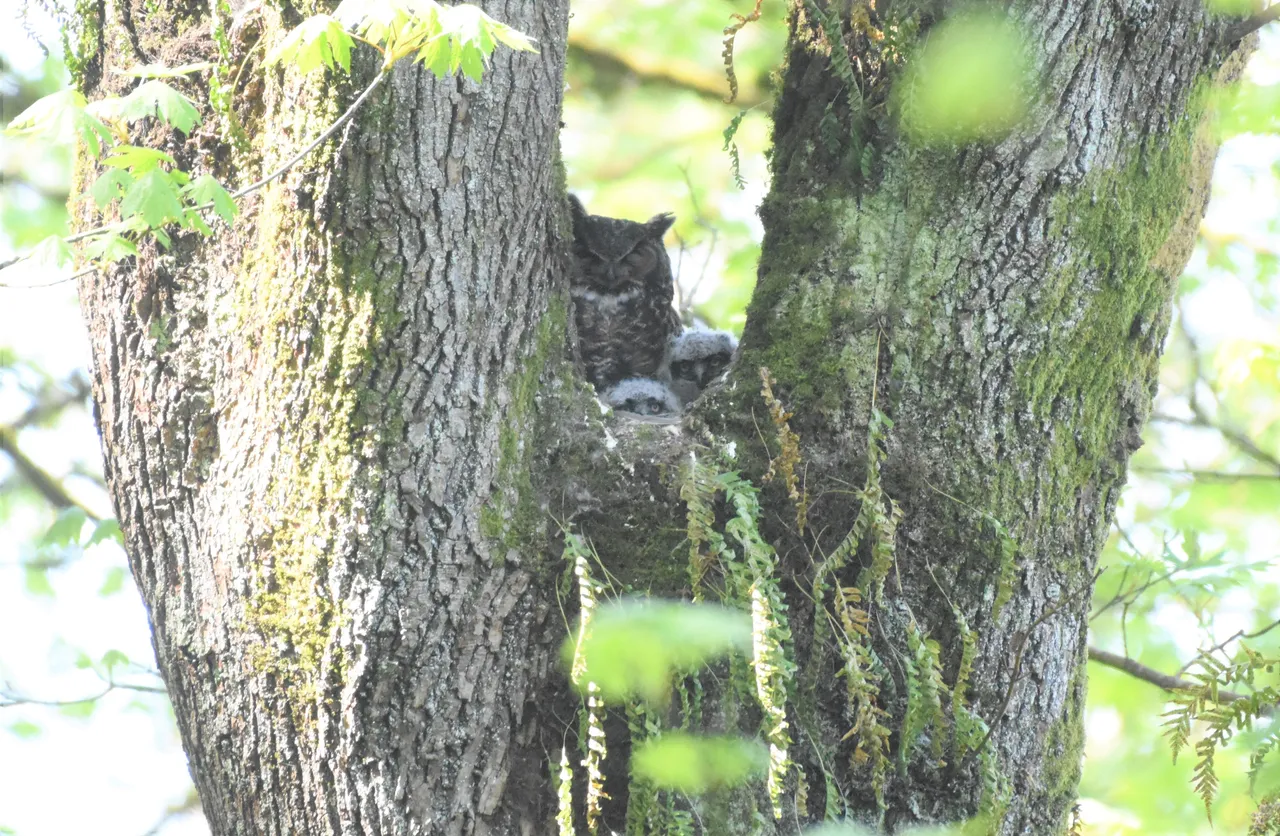 GHOW with parent on nest.JPG