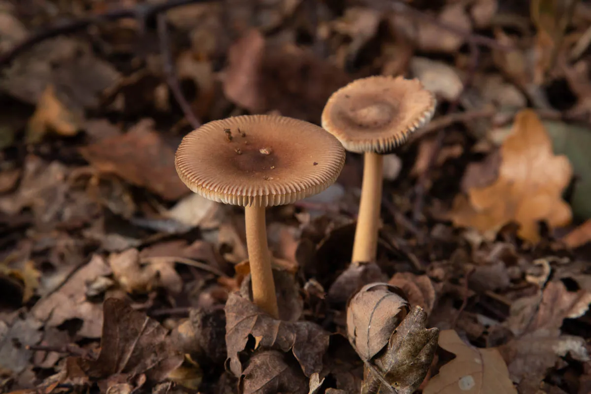 Mushroom funghi friday0255.jpg