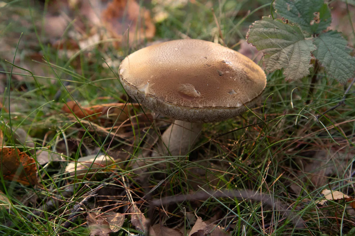 Mushroom funghi friday0287.jpg