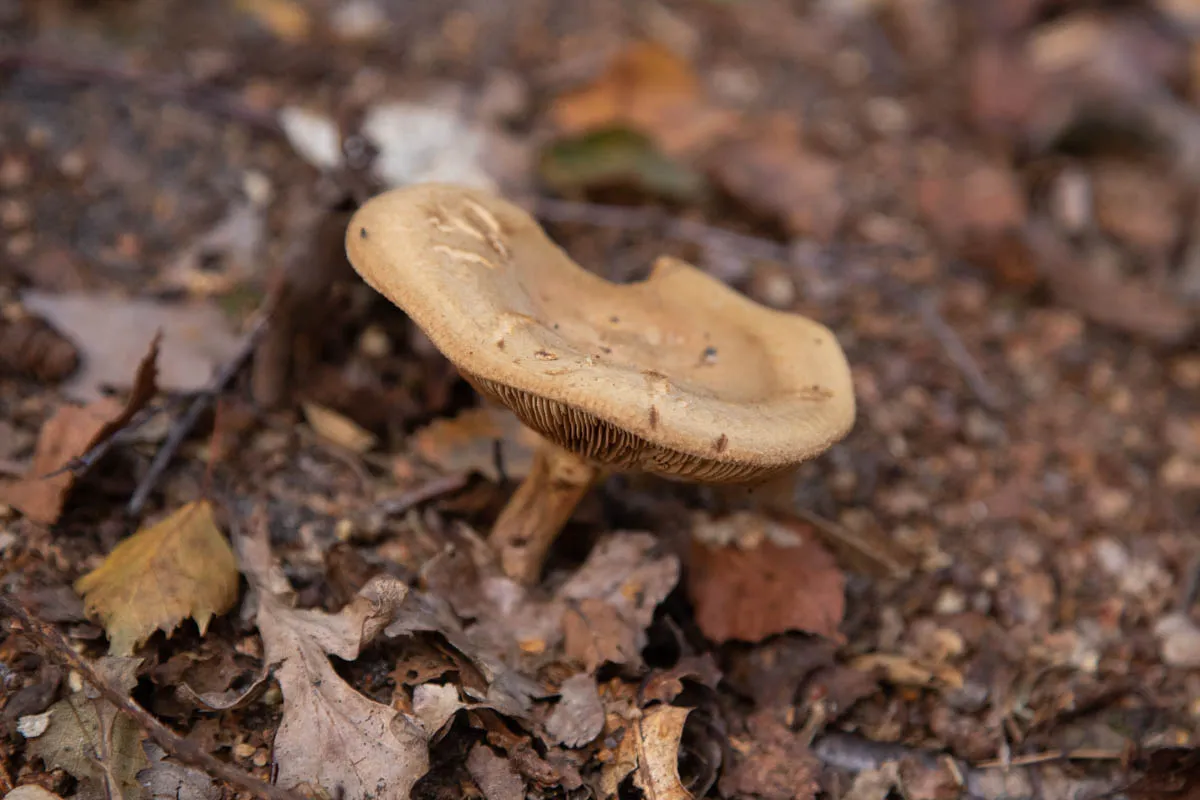 Mushroom funghi friday0245.jpg