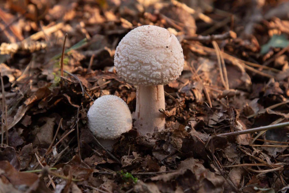 Mushroom funghi friday0267.jpg