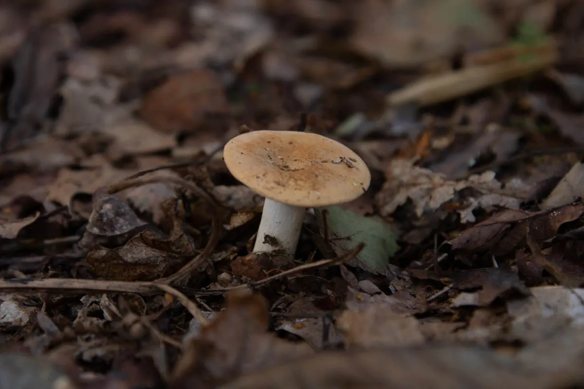 Mushroom funghi friday0240.jpg