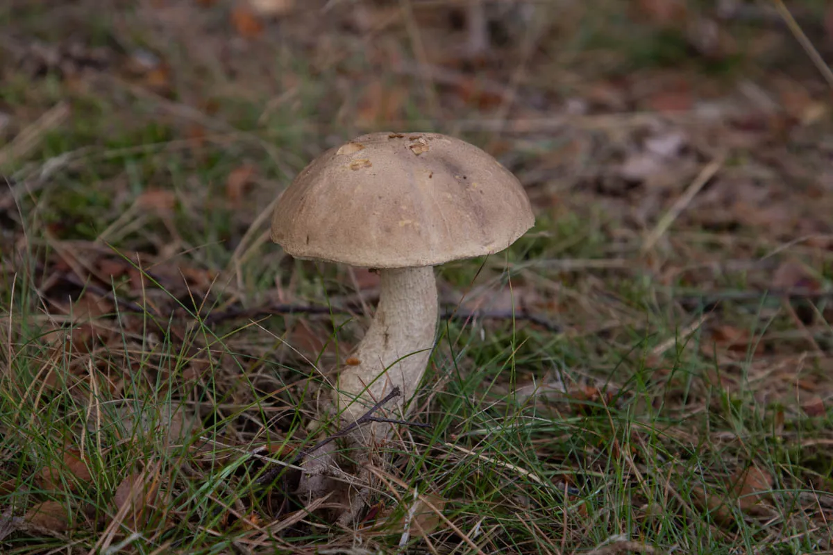 Mushroom funghi friday0294.jpg
