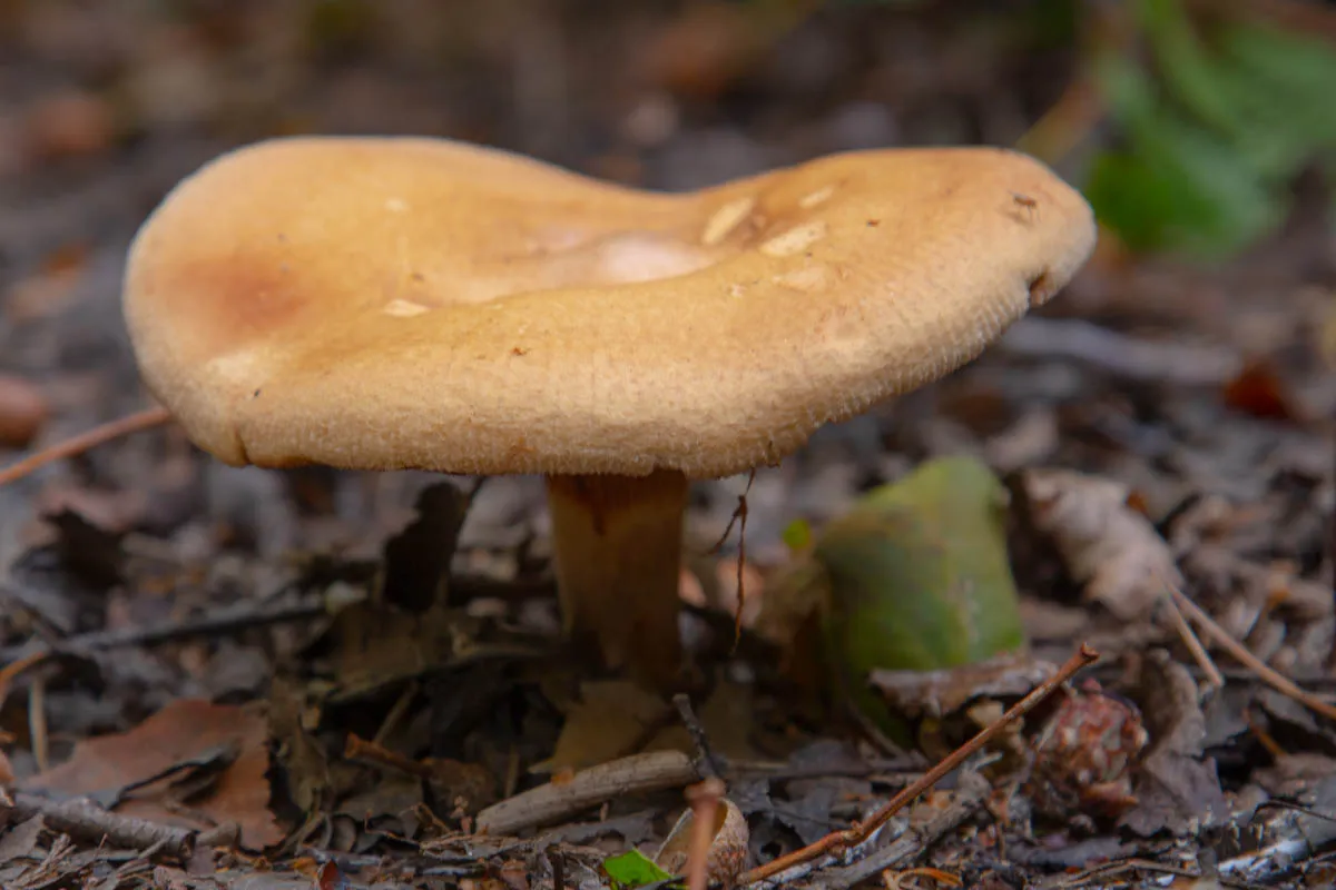 Mushroom funghi friday0261.jpg