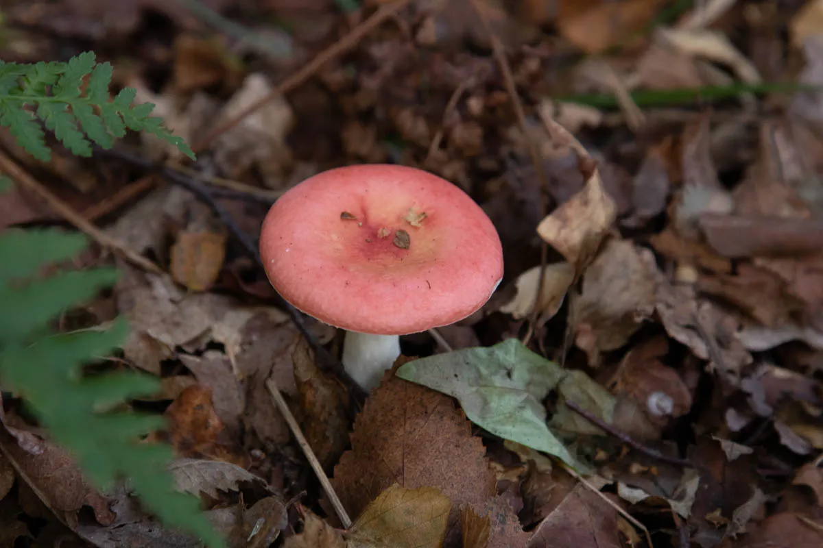 Mushroom funghi friday0276.jpg
