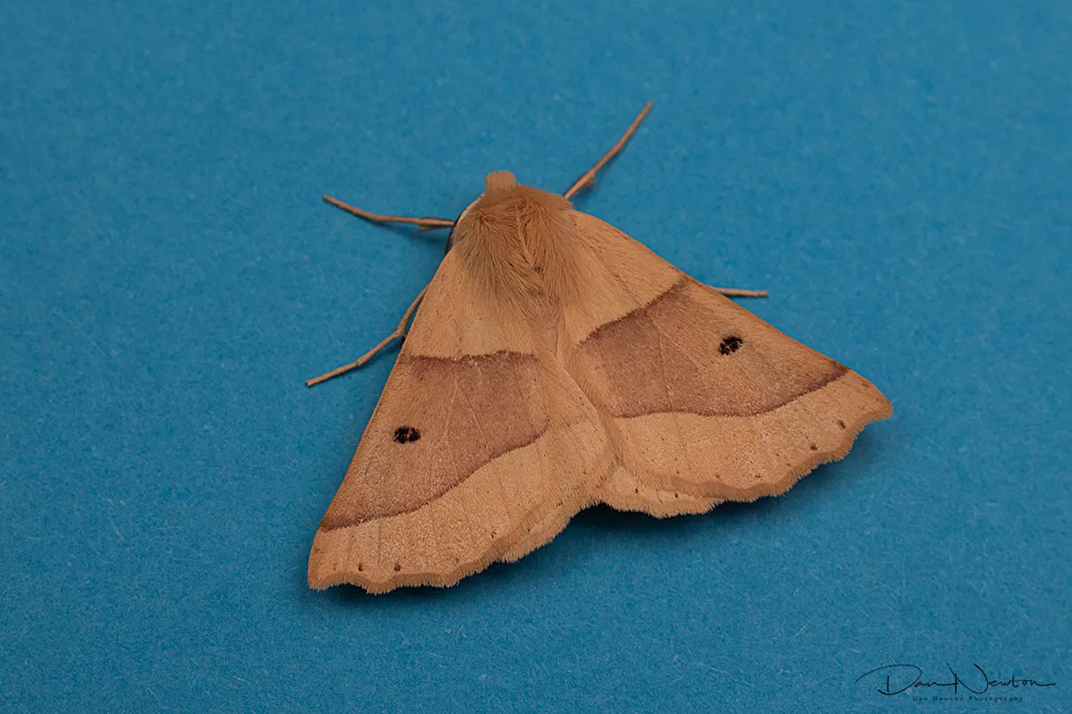 70.241 Scalloped Oak0024PP.jpg
