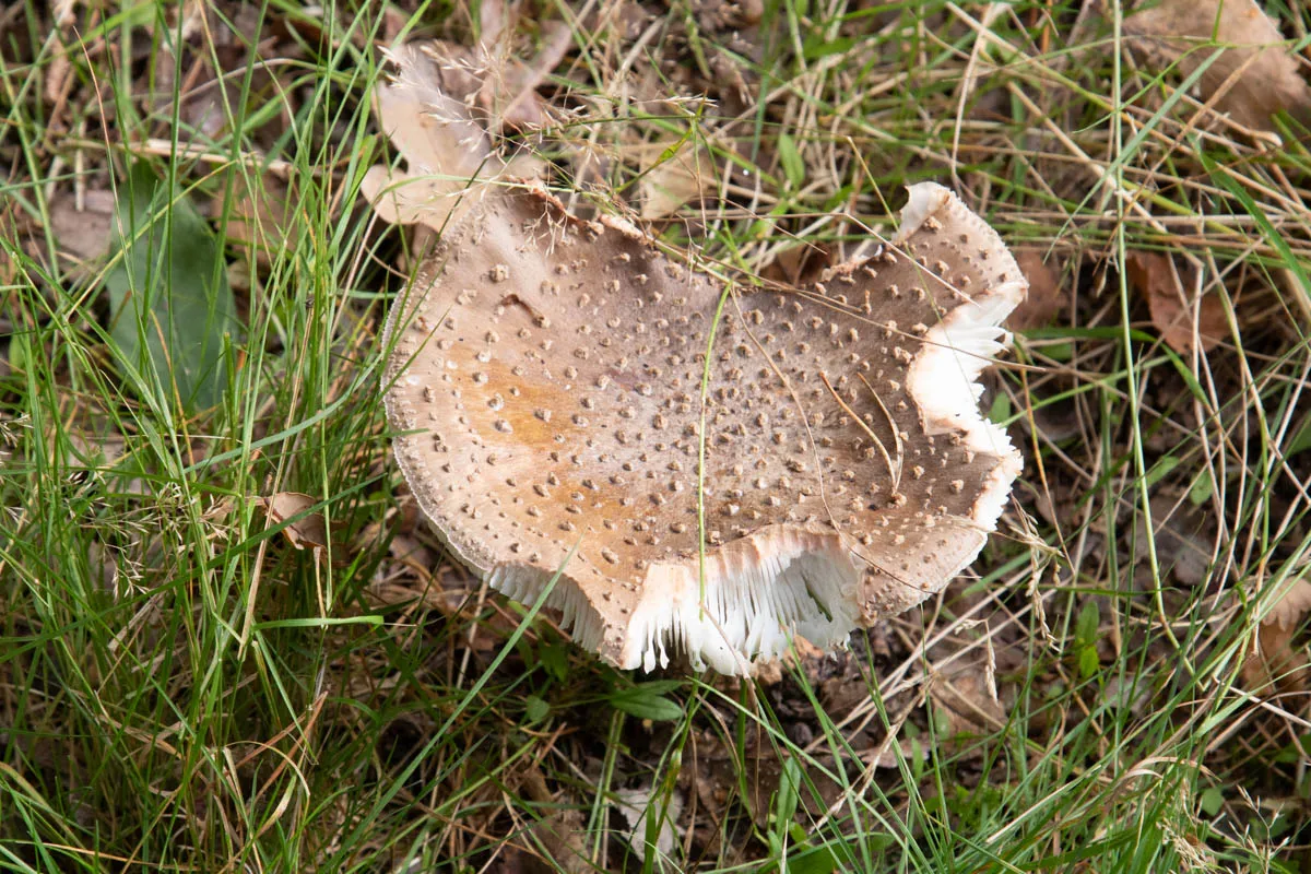 Mushroom funghi friday0257.jpg