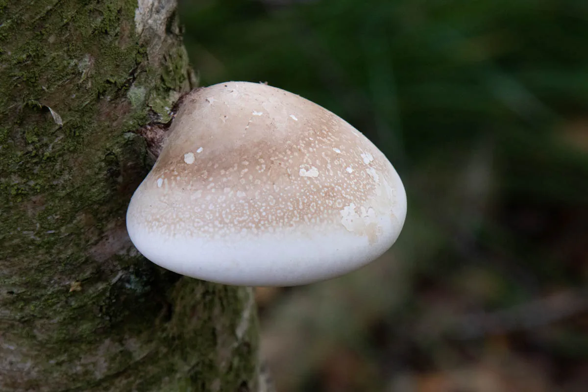 Mushroom funghi friday0292.jpg