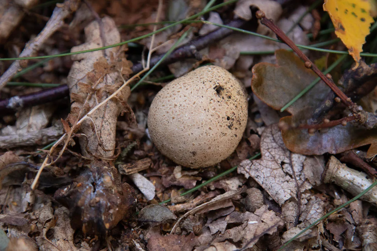 Mushroom funghi friday0244.jpg