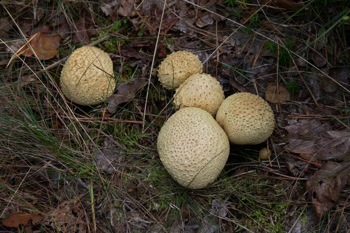 Mushroom funghi friday0282.jpg