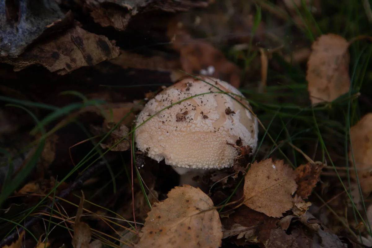Mushroom funghi friday0233.jpg