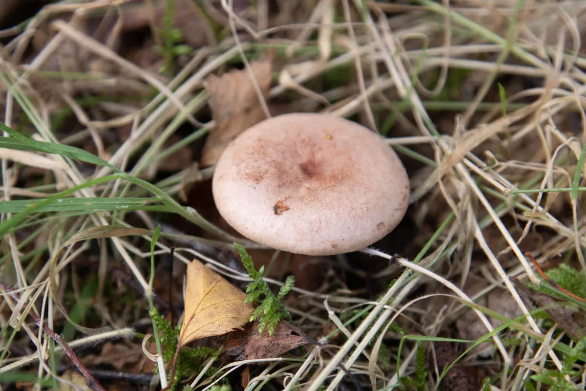 Mushroom funghi friday0246.jpg