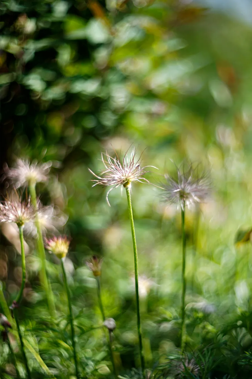 pasqueflower seed helios bokeh.jpg