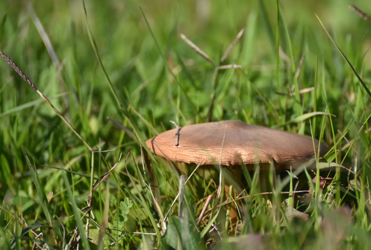 mushrooms wchool lawn brown 1.jpg