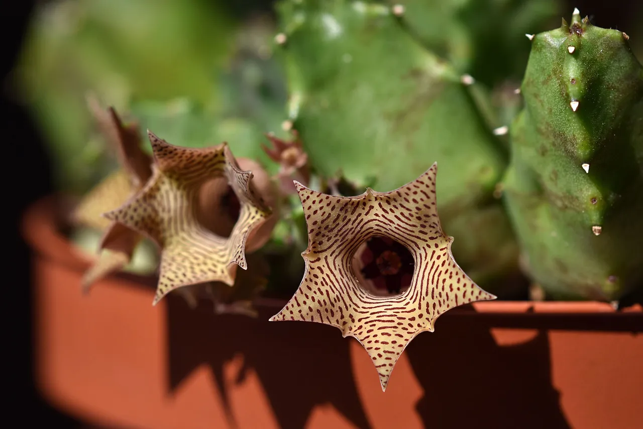 Huernia loeseneriana flowers 7.jpg