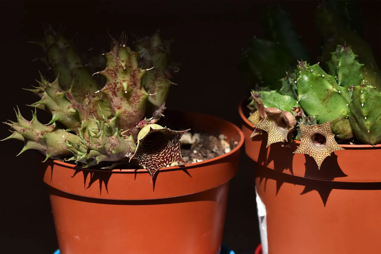 Huernia loeseneriana flowers 3.jpg