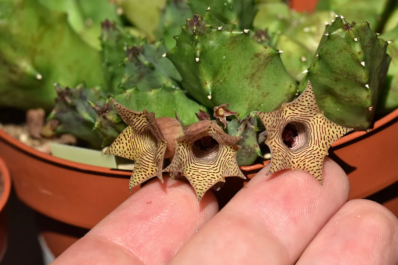 Huernia loeseneriana flowers 5.jpg