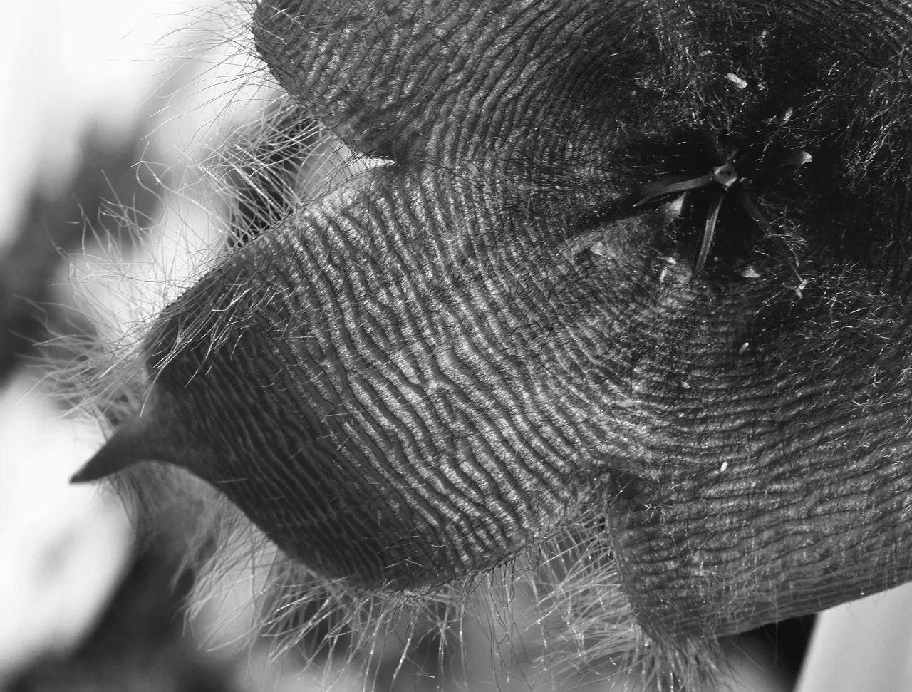 Stapelia Gigantea flower bw 1.jpg