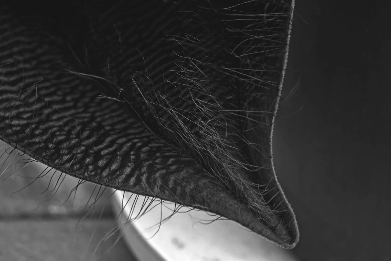 Stapelia Gigantea flower bw 3.jpg