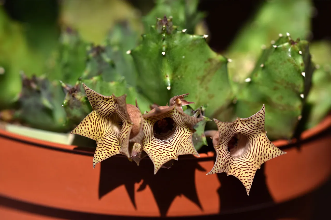 Huernia loeseneriana flowers 9.jpg