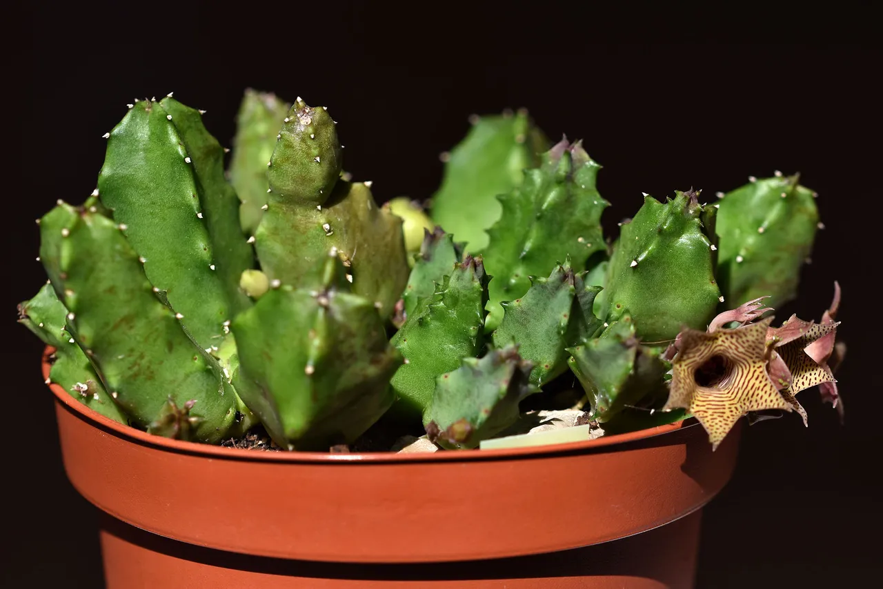 Huernia loeseneriana flowers 1.jpg