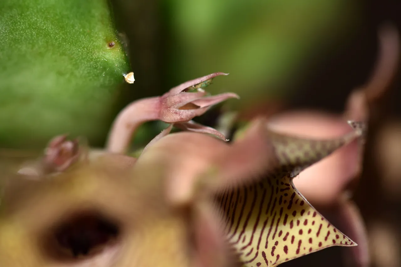 Huernia loeseneriana flowers 2.jpg