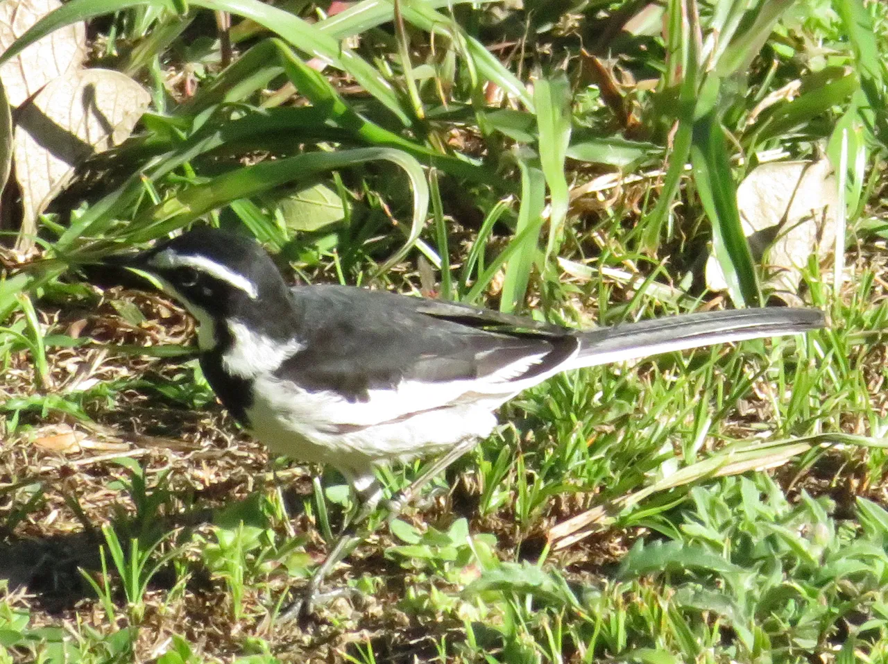 8404African Pied Wagtail.JPG
