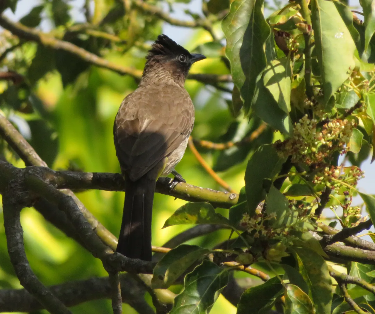 9114 Darkcapped Bulbuls.JPG