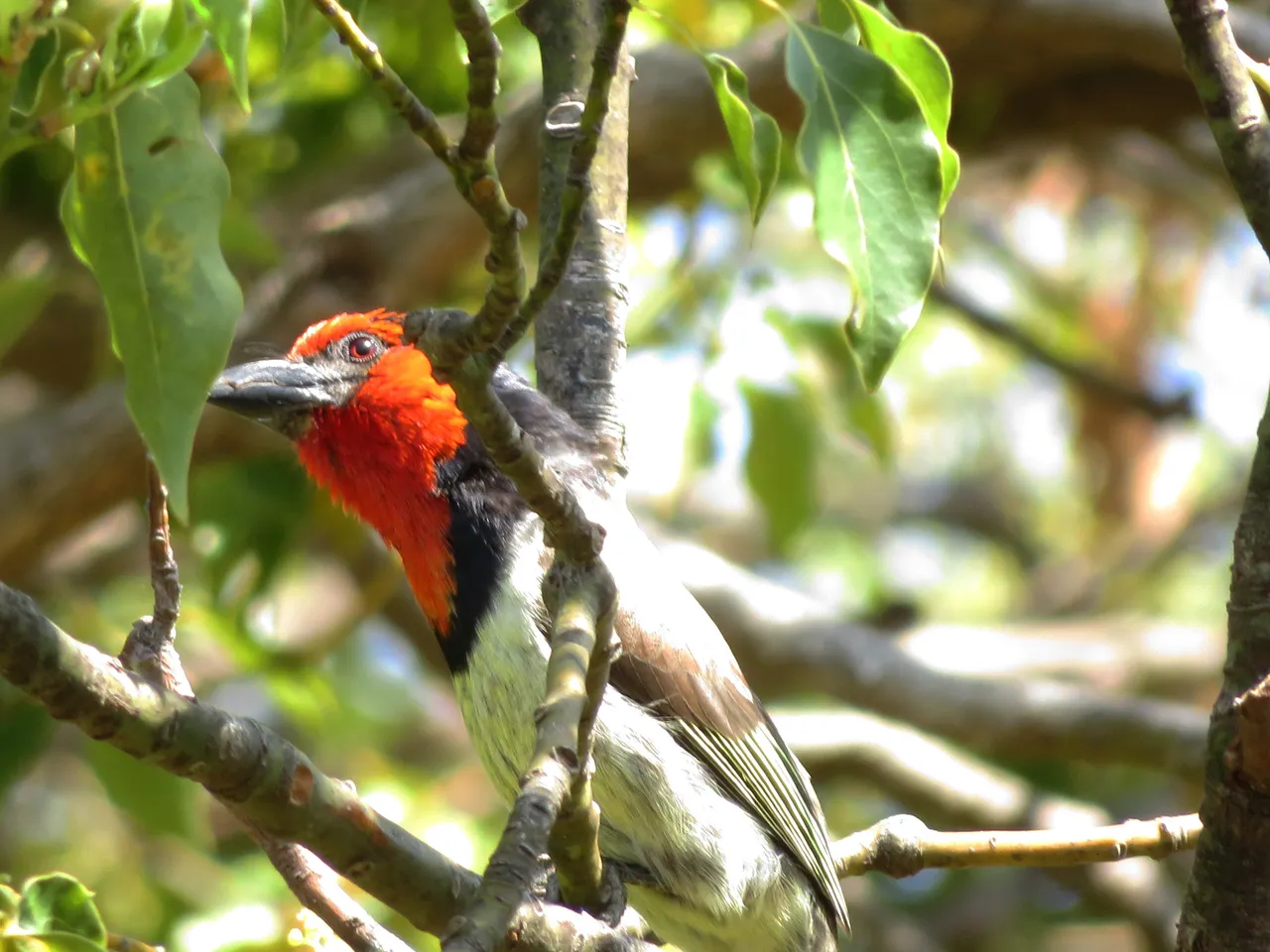 9145Blackcollared Barbet.JPG