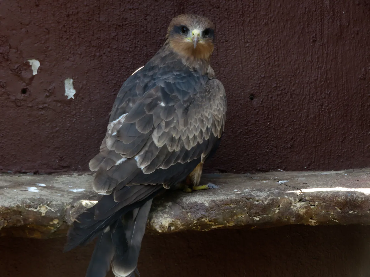 0672BlackKite_YellowBilled.JPG