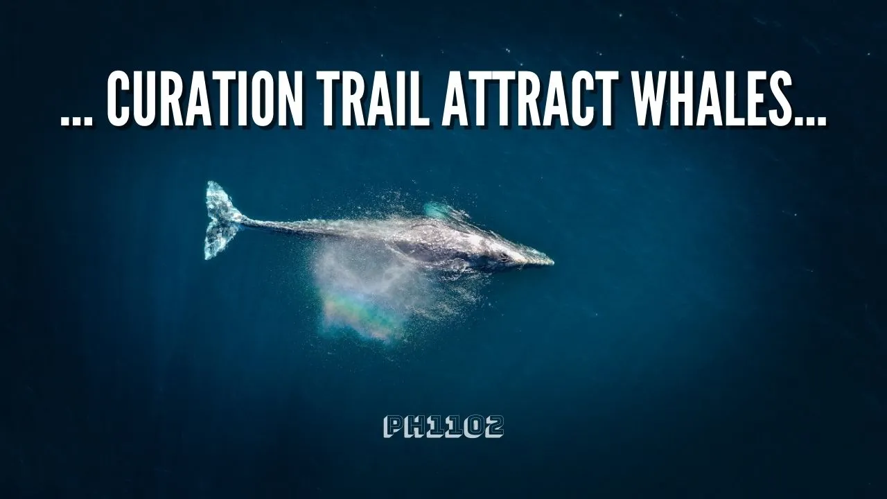 Curation Trail Attract Whales.jpg