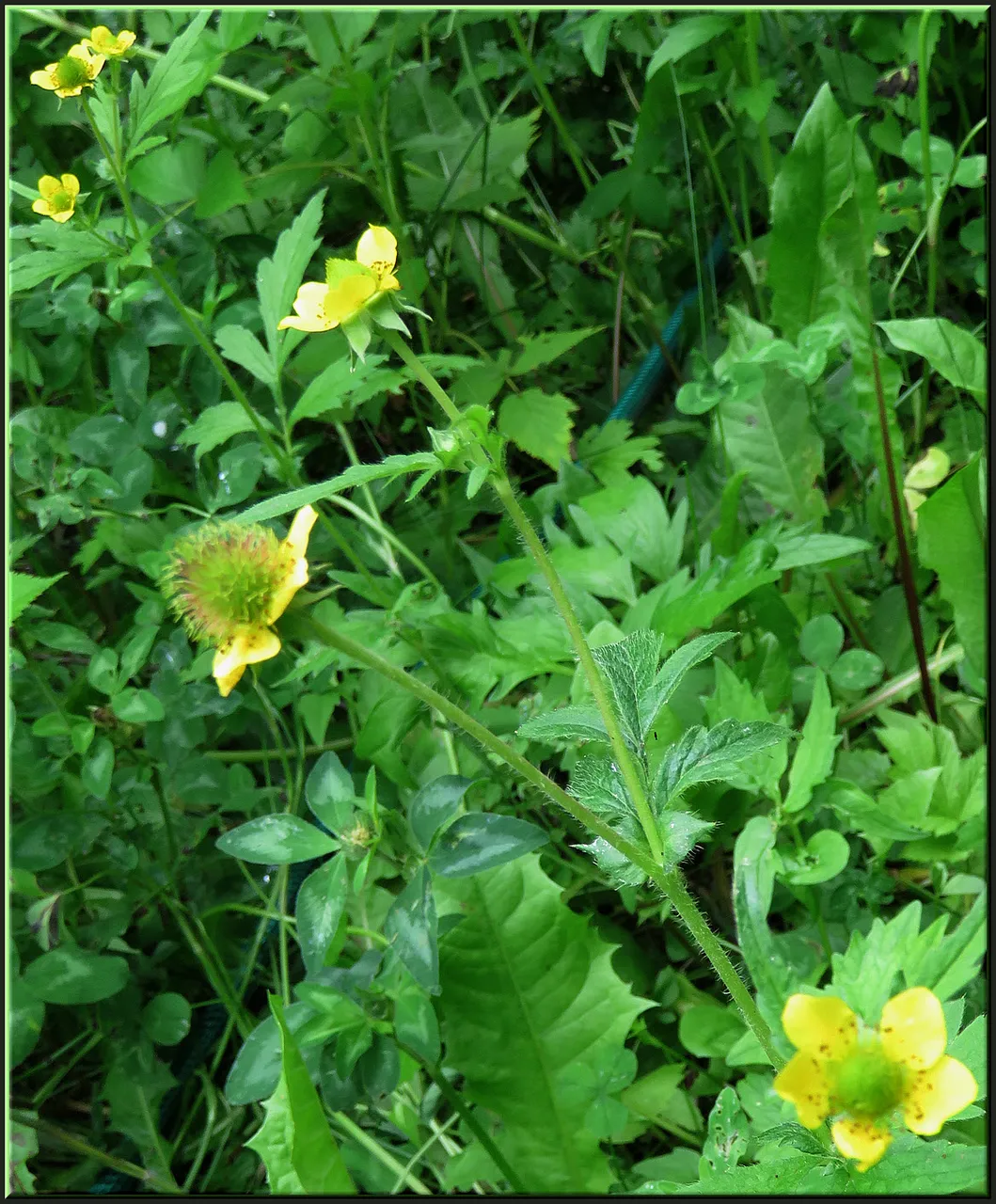 yellow flowers on bur plant.JPG