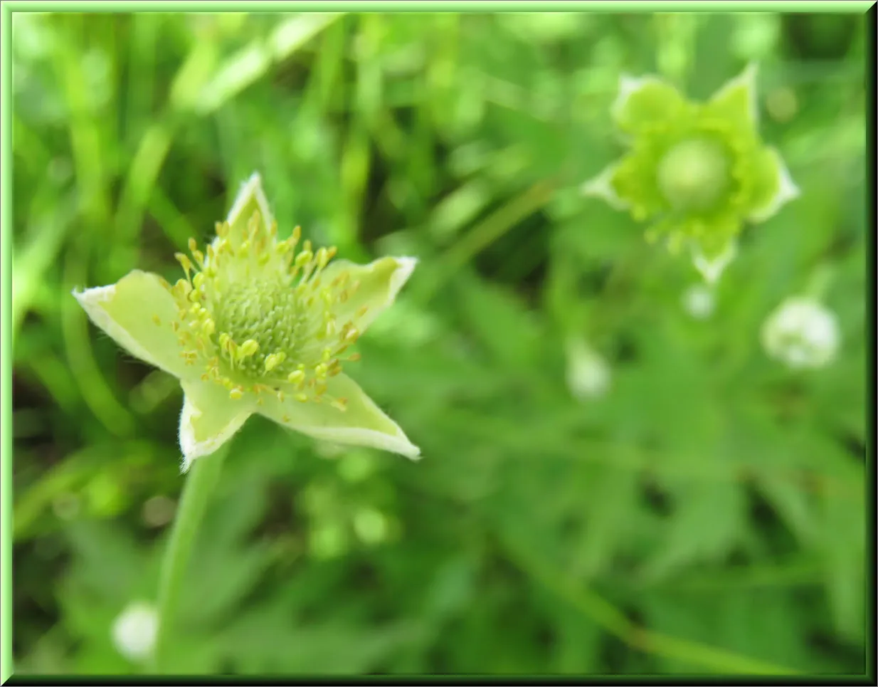 close up green avens blooms.JPG