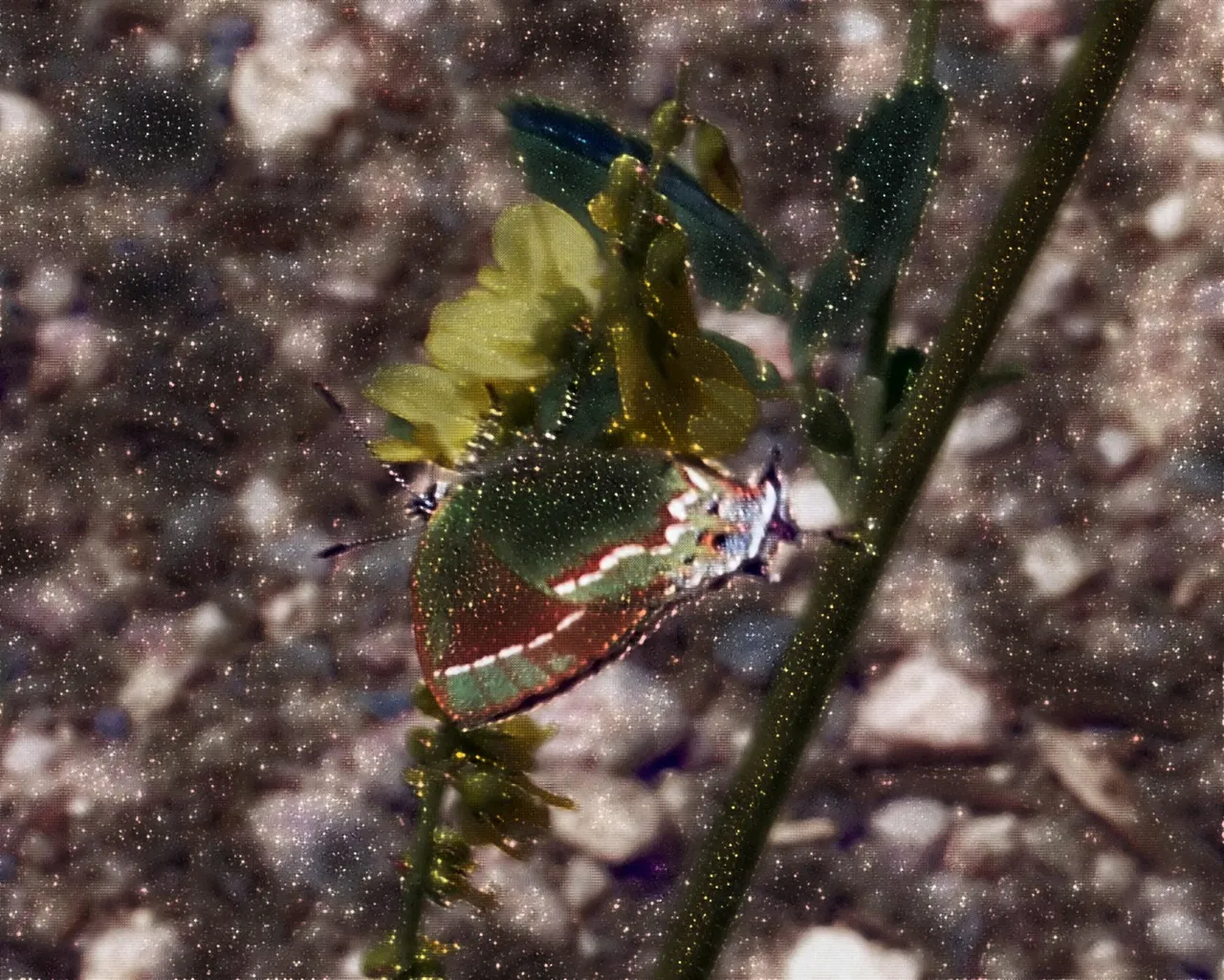 imageedit_32_8289928306.jpg