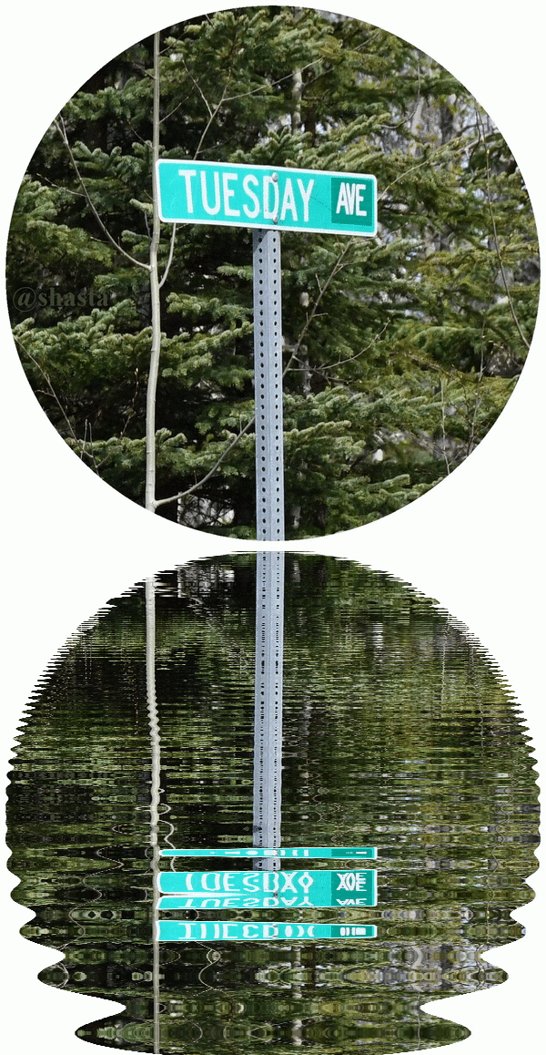 shasta2019july16th47trees11io.gif