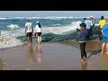 Sardine Shoal 2018