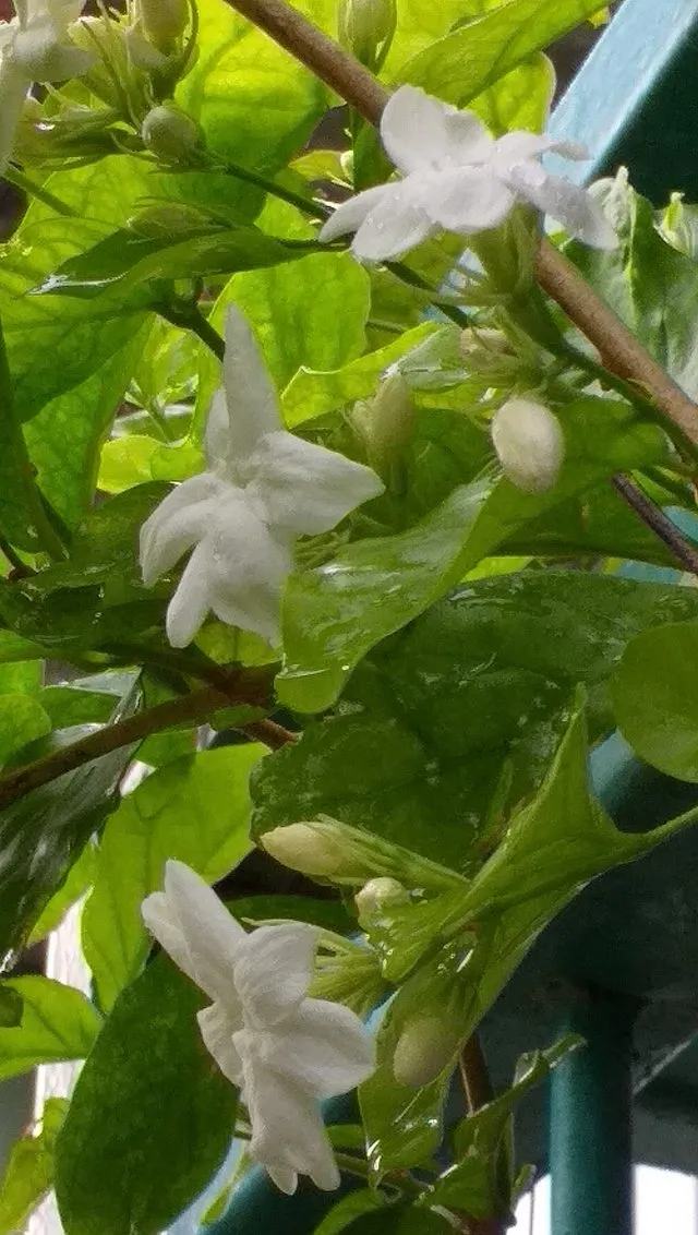 white_flower16.jpg