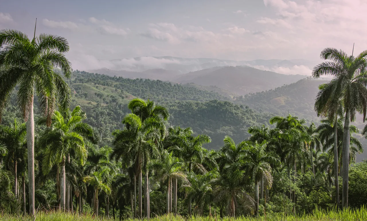 Palmar en las Montañas colindantes al valle de Mayarí Arriba
