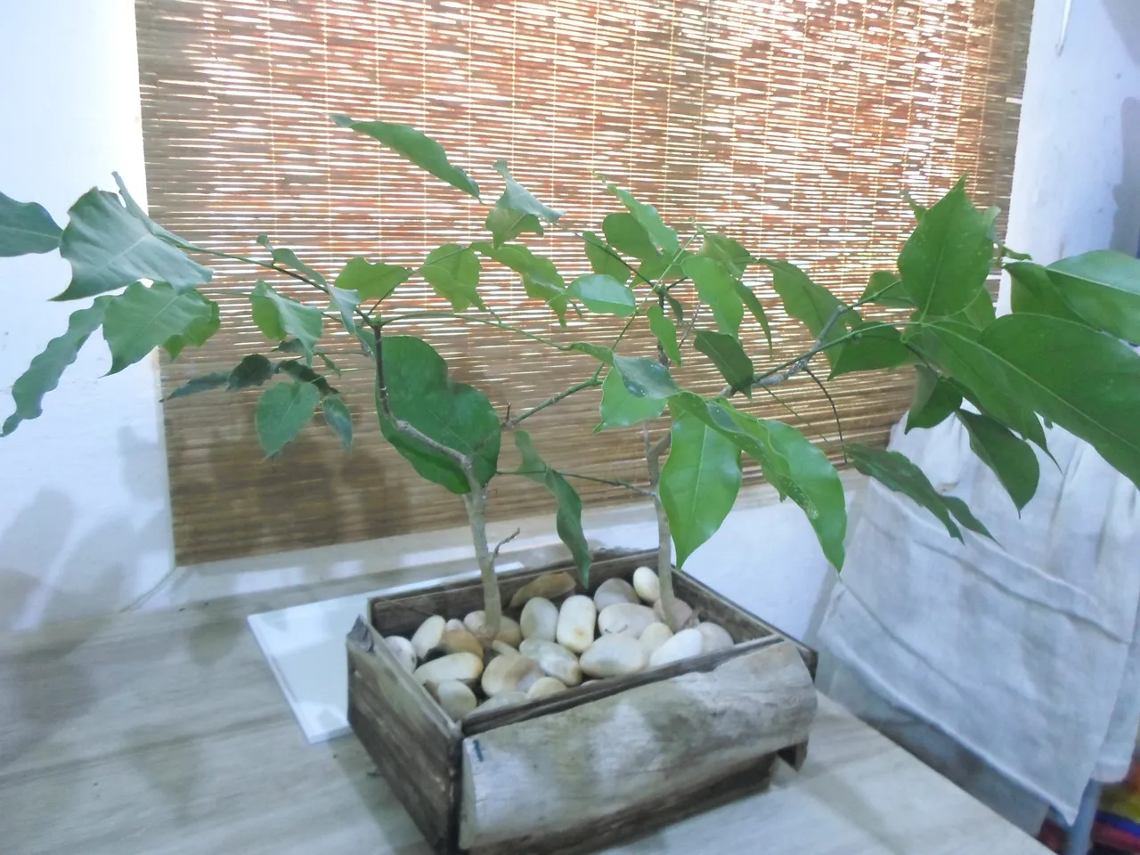 tania_bonsai_4.jpg
