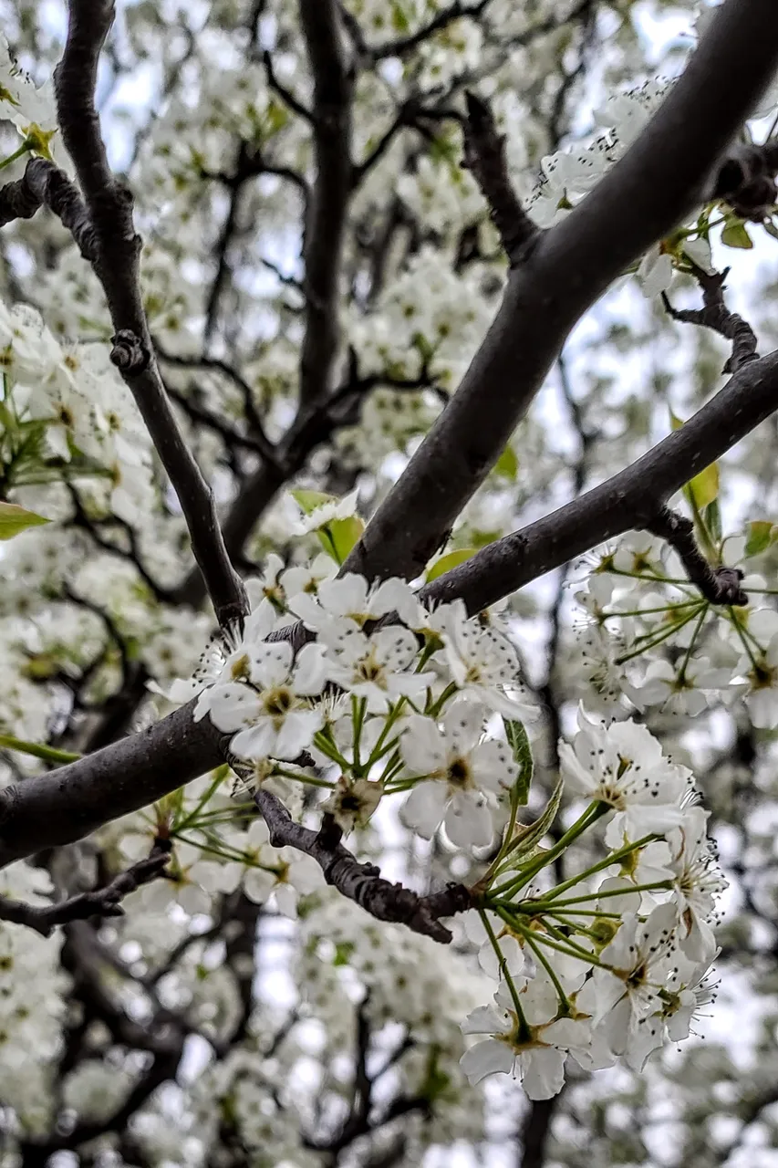 tree_flowering.jpg